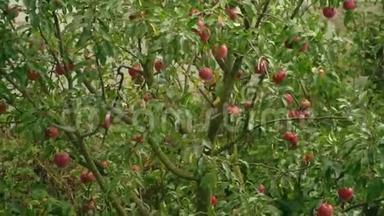 苹果树。 苹果树上的苹果特写.. 花园里成熟的红苹果。 风中的苹果树。